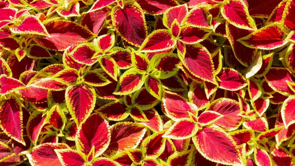 Folhagem vibrante do coleus (Coleus blumei) com folhas vermelhas de bordas verdes amareladas, criando um contraste intenso e ornamental.