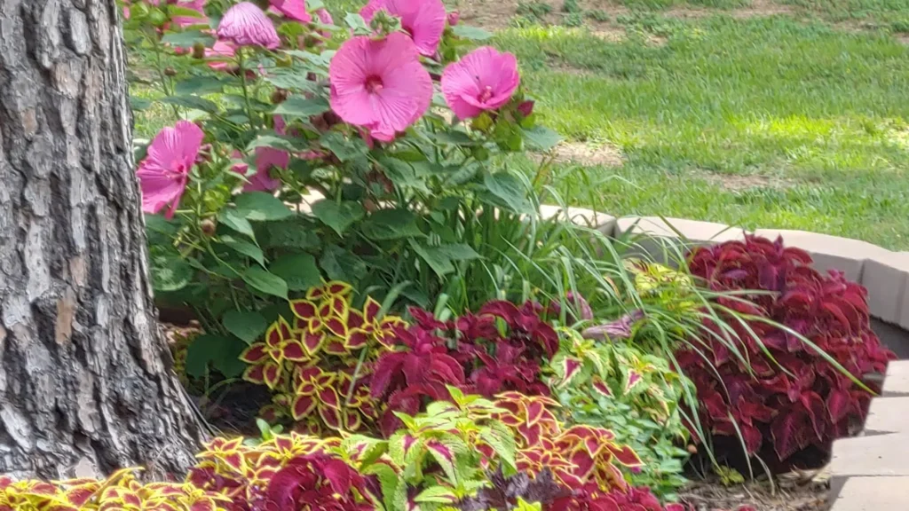Hibiscos cor-de-rosa combinados com plantas ornamentais coloridas em um jardim, criando contraste de tons e texturas sob luz natural.