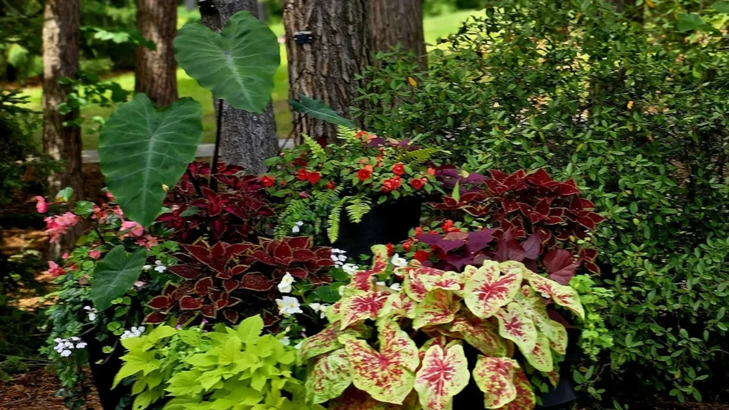 Arranjo de folhagens coloridas no jardim com caládios, coleus e begônias, compondo um paisagismo vibrante e harmonioso sob árvores em área sombreada.