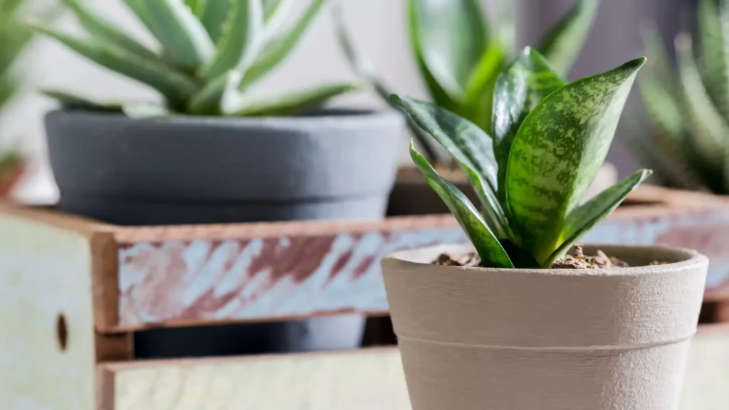 Espadinha de São Jorge saudável em vaso claro, com folhas verdes e firmes, sobre uma superfície de madeira, com outras plantas desfocadas ao fundo.