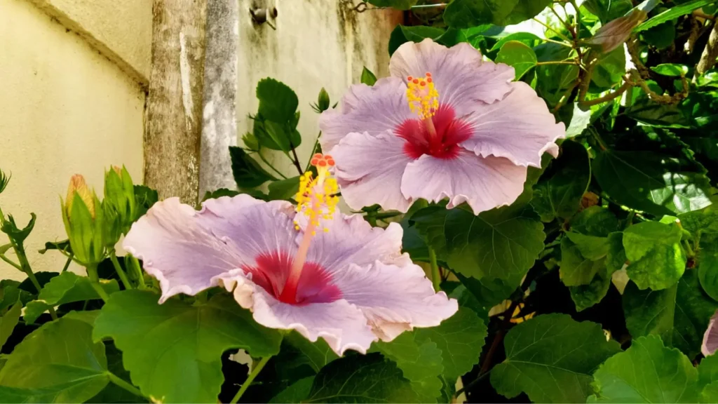 Flor de hibisco lilás com centro avermelhado cultivada em vaso junto a folhas verdes, exemplo de cuidado e cultivo saudável em ambiente ensolarado.