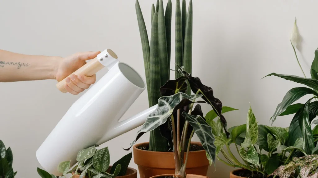 mão regando uma lança de São Jorge em vaso, mostrando cuidados básicos da planta
