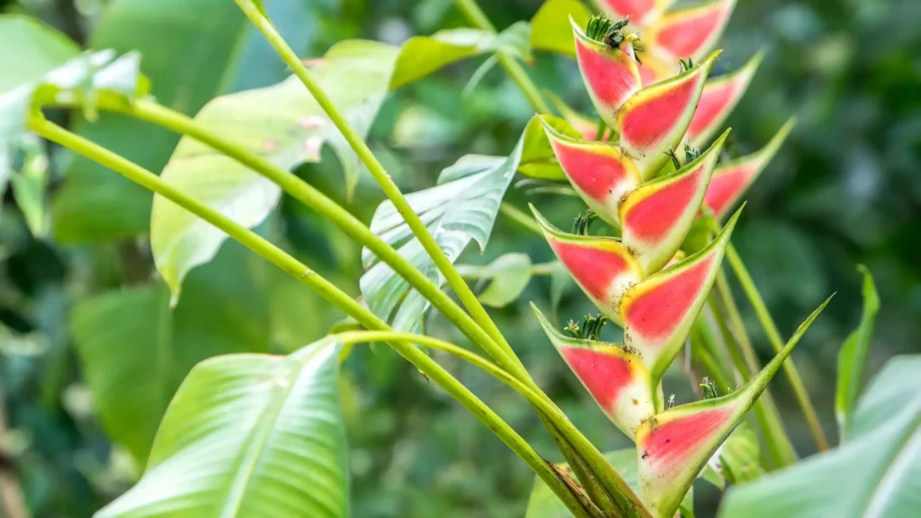 Inflorescência de helicônia em tons de rosa e amarelo entre folhas verdes tropicais