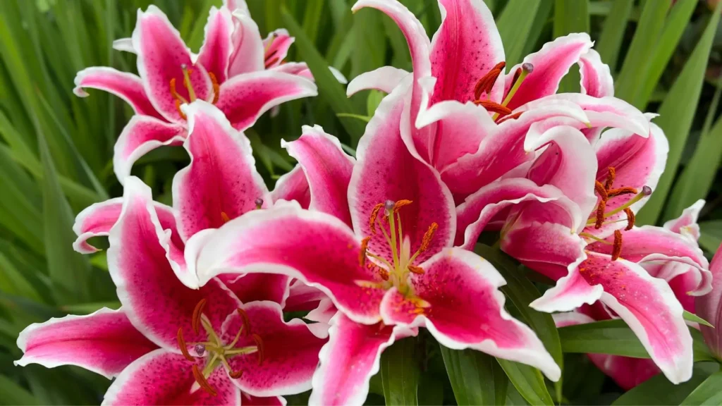 Lírios perfumados cor-de-rosa em plena floração, com pétalas viçosas e folhas verdes, simbolizando cuidado, perfume e vitalidade no jardim.
