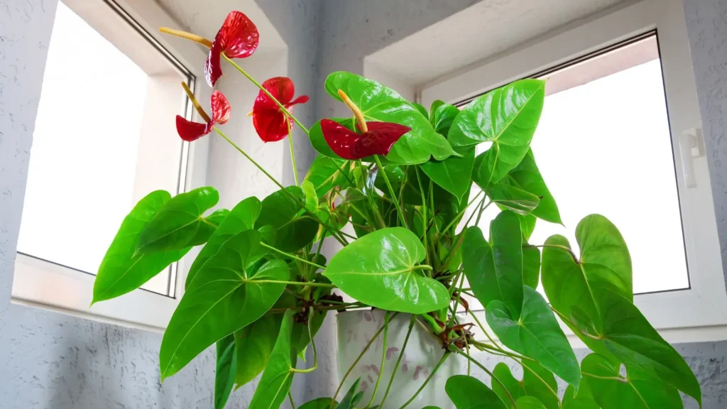 Antúrio planta em ambiente interno próximo à janela, com folhas verdes e flores vermelhas.