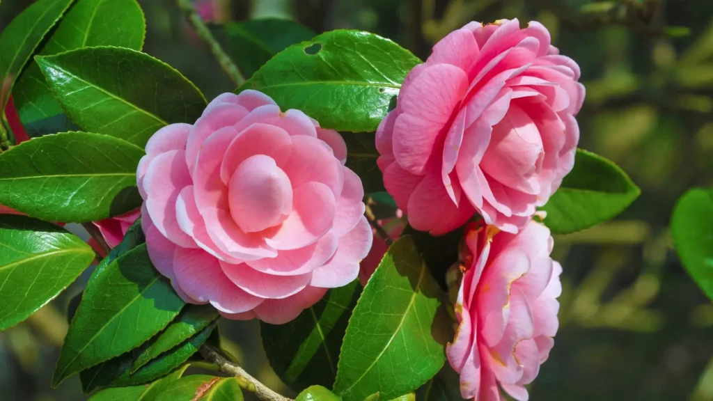 Flores de camélia rosa em arbusto saudável, com folhas verdes brilhantes, representando cultivo doméstico bem-sucedido.