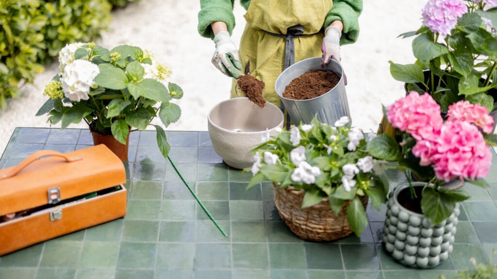 Pessoa preparando vaso com substrato e mudas de hortênsia colorida para cultivo doméstico.
