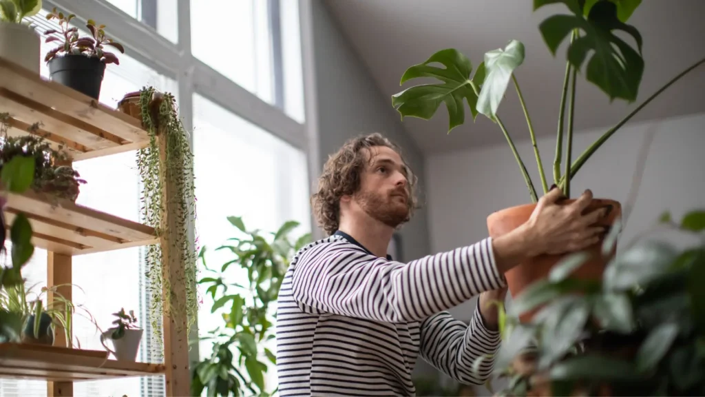 Homem posicionando uma planta costela de adão em vaso dentro de casa
