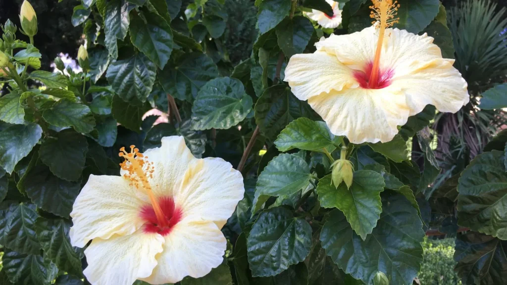 Hibiscos em tom creme com centro avermelhado em jardim ensolarado, exemplo de arbustos com flores tropicais que preferem sol pleno.