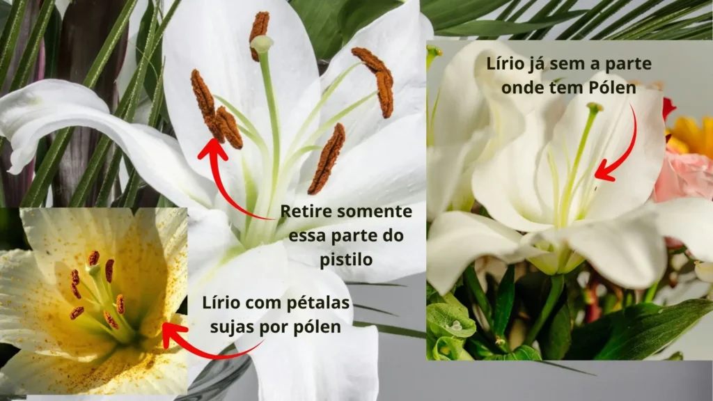 Imagem explicativa mostrando como retirar o pistilo dos lírios para evitar manchas causadas pelo pólen nas pétalas e nas roupas.