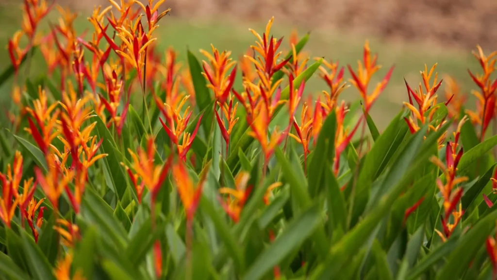 Canteiro de helicônias laranja e vermelhas em pleno desenvolvimento