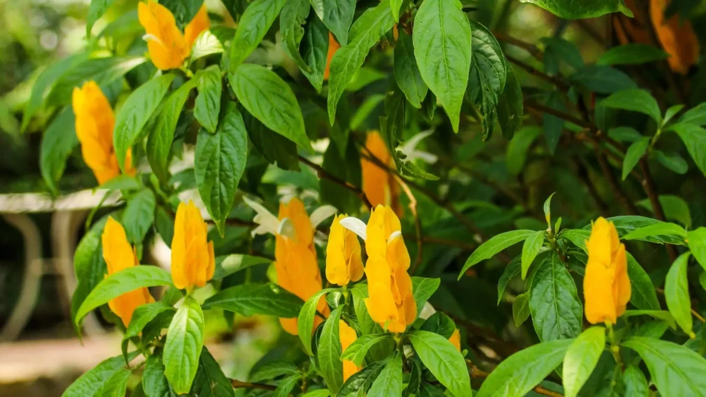 ramos saudáveis da planta camarão amarelo usados para fazer mudas
