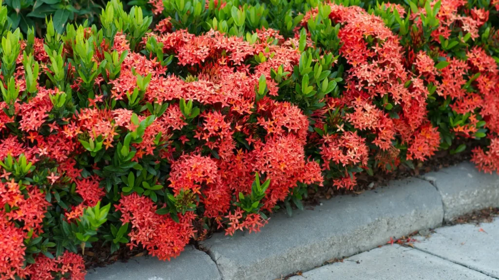 Arbusto de ixora com flores alaranjadas cultivado próximo à calçada.