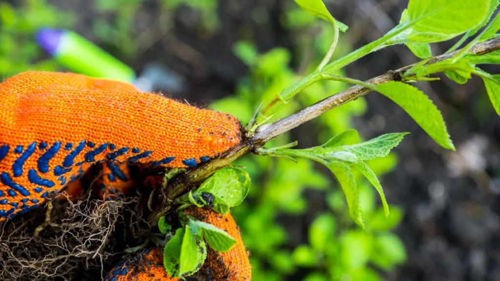 Mão com luva de jardinagem segurando estaca de hortênsia com raízes e brotos verdes, pronta para o plantio.
