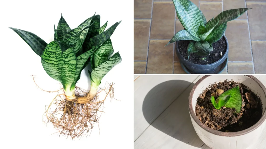 Montagem com três imagens mostrando o processo de fazer muda de espadinha de São Jorge: touceira com raízes expostas, planta adulta em vaso e muda jovem brotando em um novo vaso.