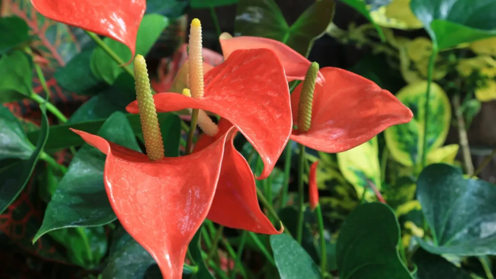 Flores e folhas de antúrio vermelhas em detalhe, usadas para identificação ao fazer mudas.