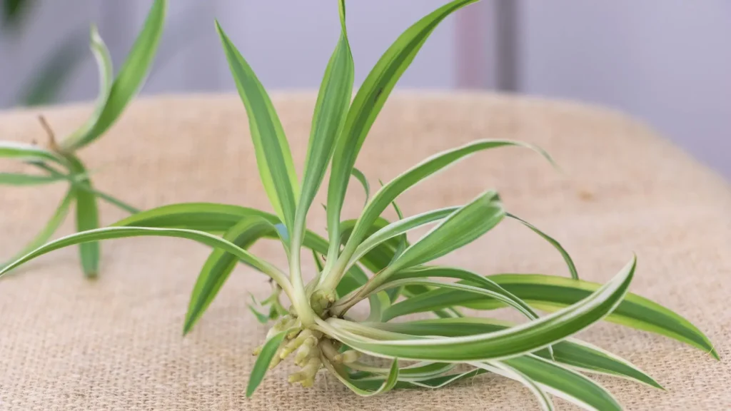 Muda de clorofito destacada do estolão, com raízes jovens visíveis sobre superfície de tecido cru.