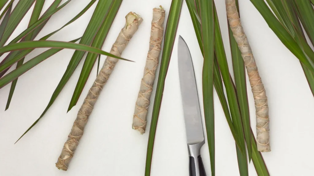 segmentos de caule de dracaena marginata cortados para propagação, ao lado de folhas e faca usada na estaquia