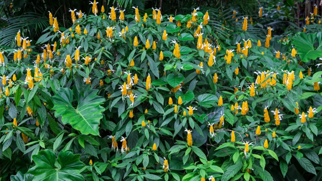 cerca viva formada por plantas camarão amarelo com flores tropicais
