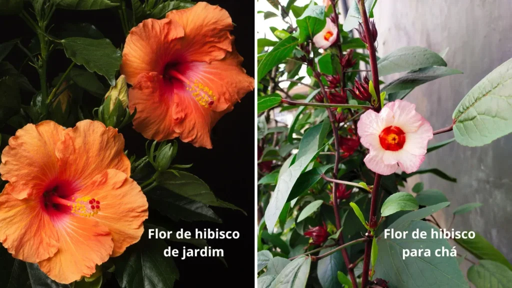 Comparação entre a flor de hibisco de jardim e a flor de hibisco para chá, mostrando diferenças de cor, tamanho e formato.