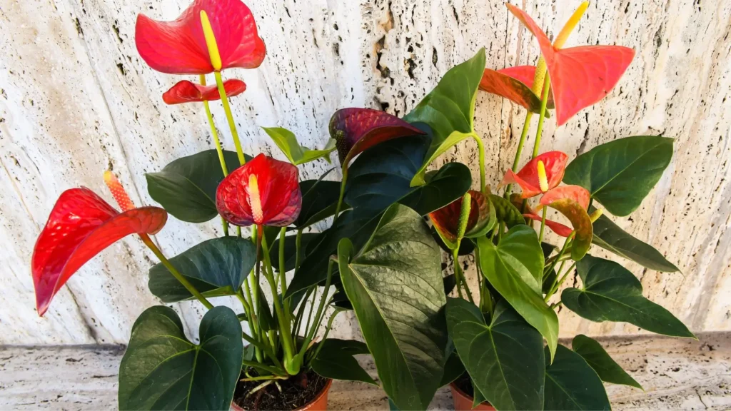Antúrio planta cultivado em vasos, com flores vermelhas e folhagem verde.