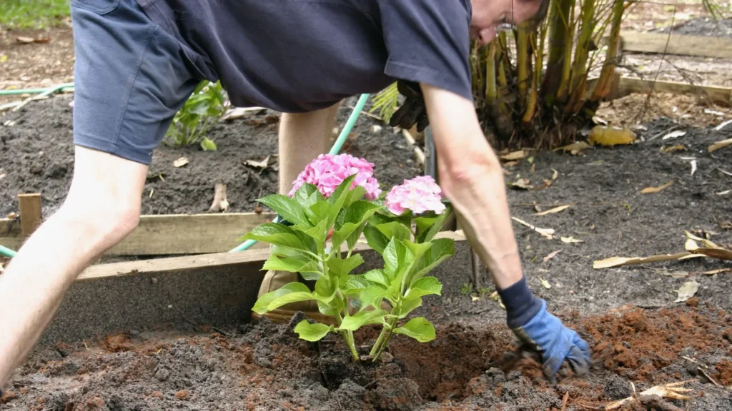 Pessoa plantando muda de hortênsia rosa em solo úmido, ilustrando o passo a passo do cultivo no jardim.

