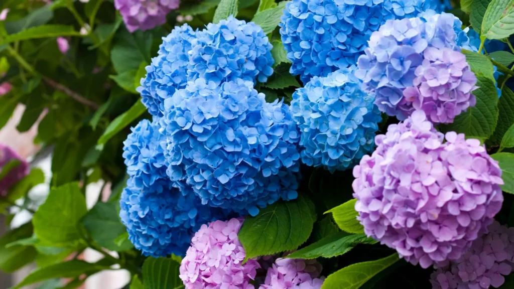 Flores de hortênsia azuis e rosas lado a lado, mostrando como a acidez do solo pode transformar a cor das pétalas naturalmente.
