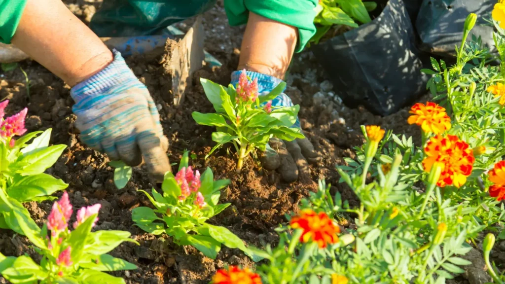 Mãos replantando flores para canteiro de jardim durante a troca de estação.