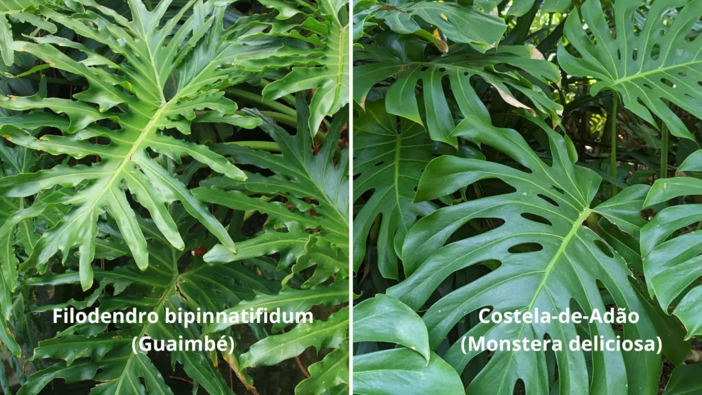 Folhas do filodendro bipinnatifidum ao lado das folhas da costela-de-adão, mostrando diferenças de formato entre as plantas semelhantes à Xanadu.