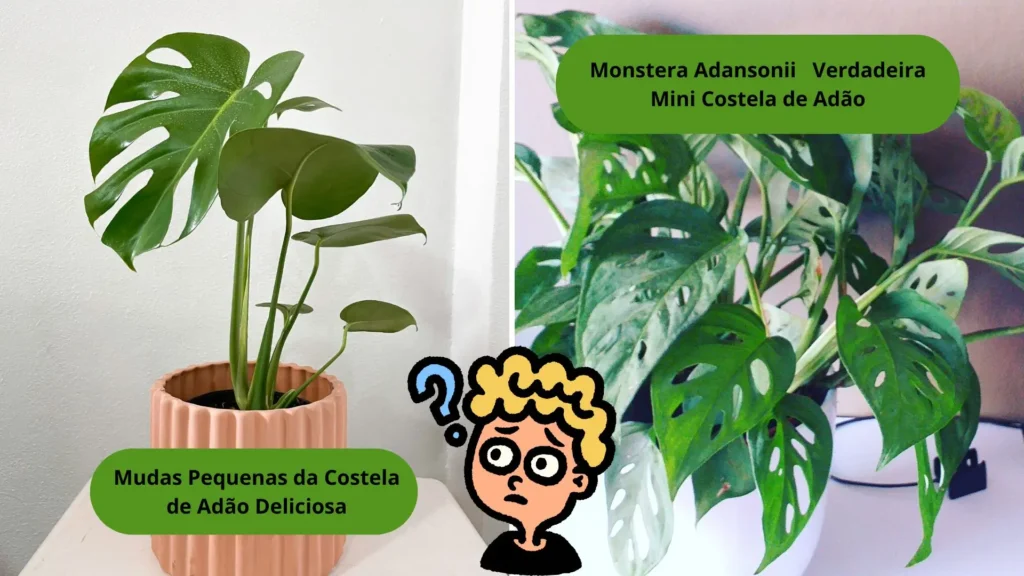 Comparação entre uma muda jovem da costela de adão deliciosa e a Monstera adansonii, destacando a diferença entre mudas pequenas e a verdadeira mini costela de adão.