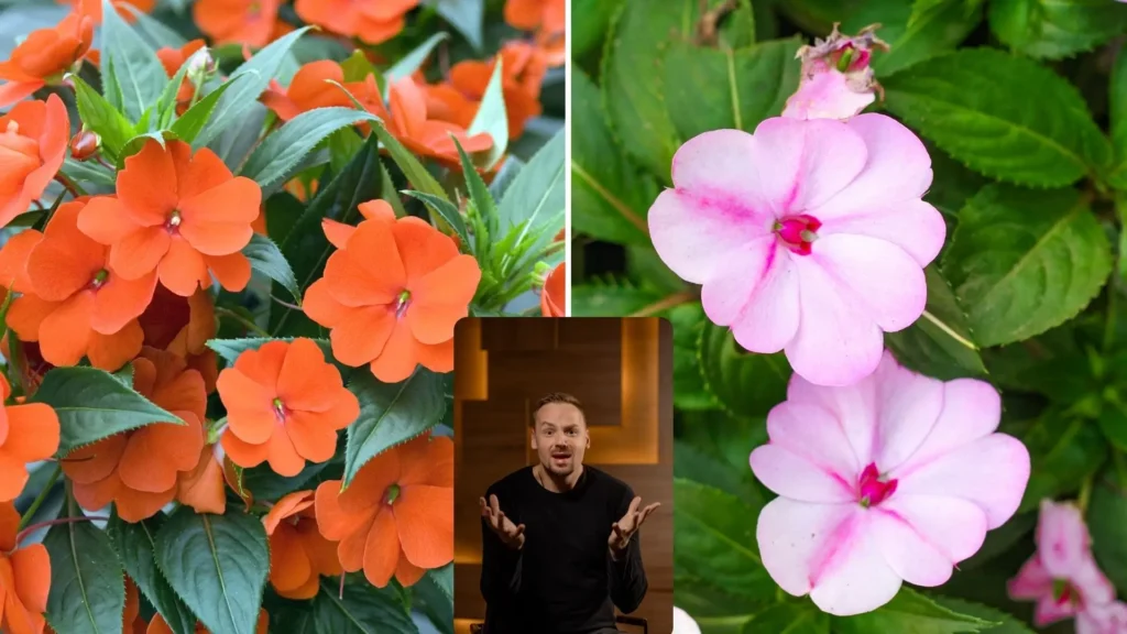 Comparação entre flores de SunPatiens laranja e Impatiens rosadas, com um homem ao centro fazendo expressão de dúvida.