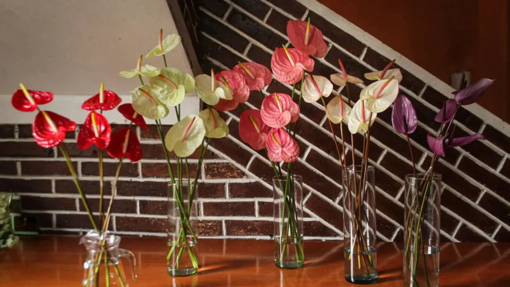 Vasos com antúrios em diferentes cores — vermelho, branco, rosa e roxo — exibidos lado a lado.