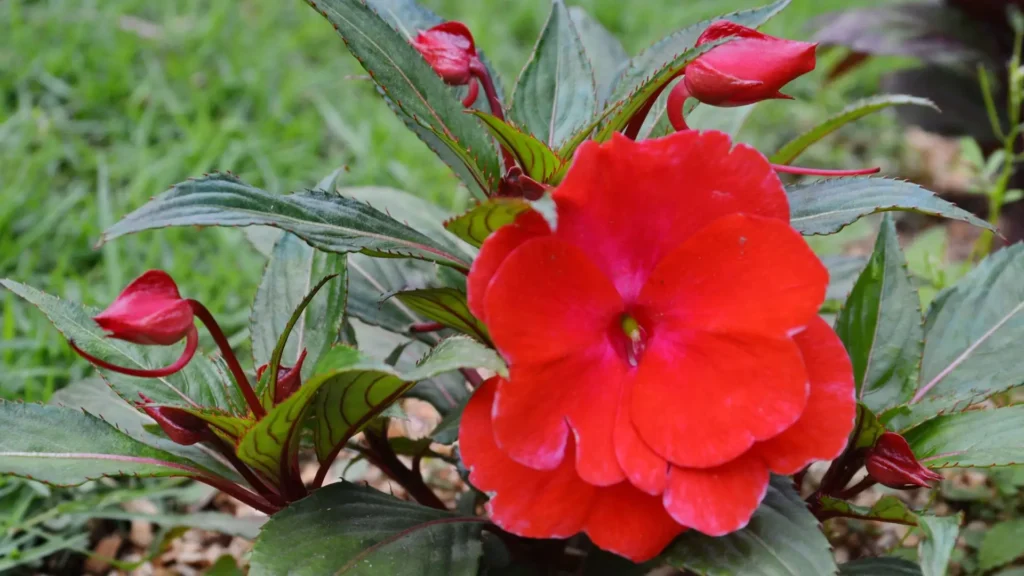 Flor de sunpatiens vermelha em destaque, com pétalas amplas e folhas verdes ao redor.