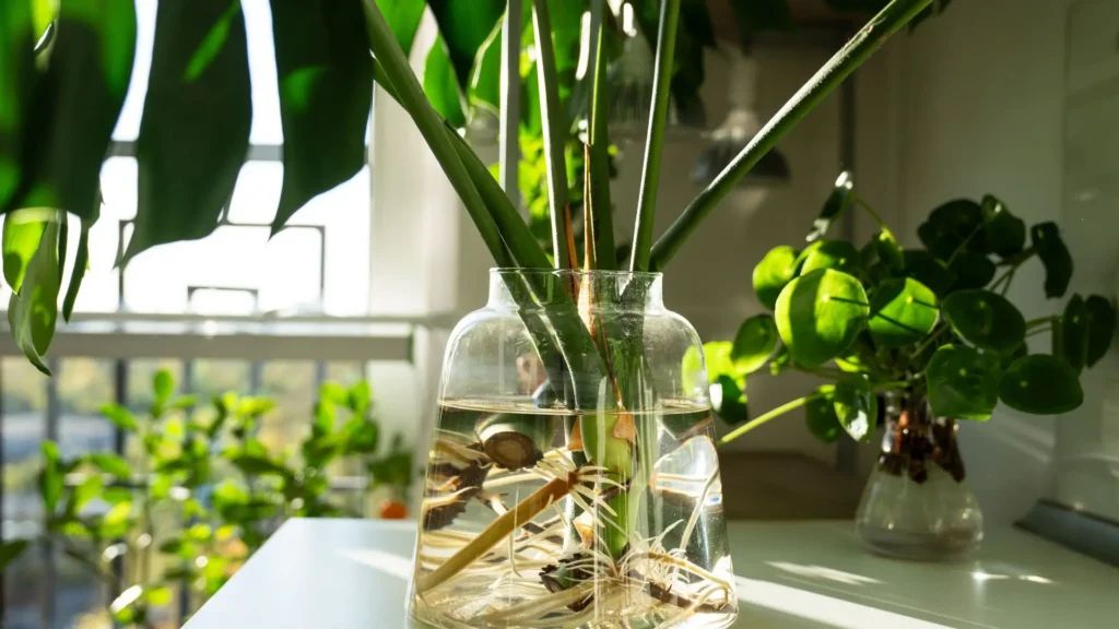 Planta costela de adão cultivada na água com raízes visíveis no vaso transparente
