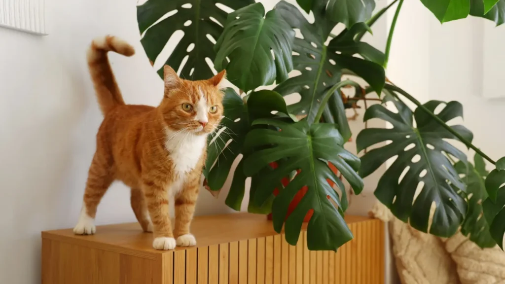 Gato laranja ao lado de uma planta costela de adão dentro de casa, mostrando o cuidado ao manter pets próximos à planta.