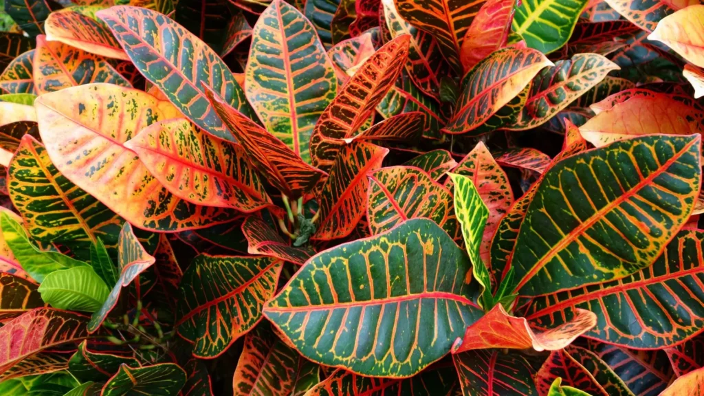 Folhas do cróton (Codiaeum variegatum) em tons vibrantes de verde, laranja, amarelo e vermelho, formando um padrão tropical cheio de contraste e textura.