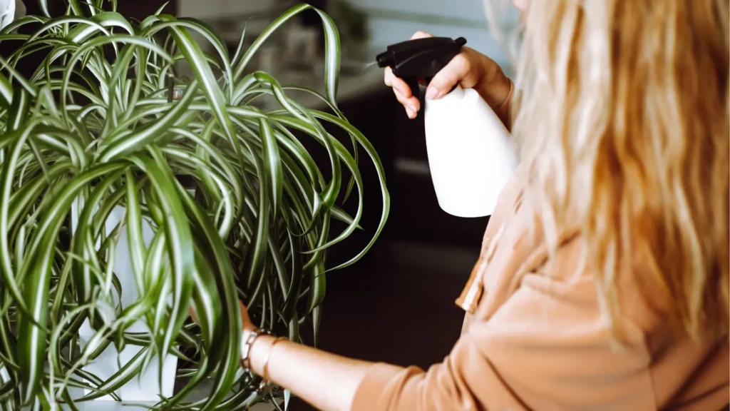 Pessoa borrifando água nas folhas de um clorofito para manter a umidade após o transplante da muda.