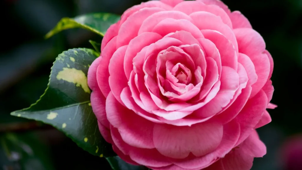 Flor de camélia rosa em close, com pétalas perfeitamente sobrepostas e folhas verdes brilhantes, representando uma planta saudável e bem cuidada.