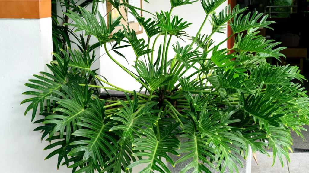 Folhagem verde da planta Xanadu cultivada próxima a uma parede, mostrando seu formato recortado e saudável em ambiente interno iluminado.