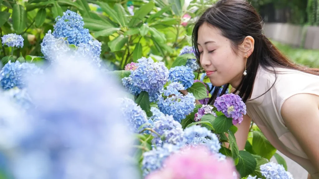 Pessoa apreciando hortênsias azuis e lilases em flor, simbolizando calma, contemplação e conexão com a natureza.
