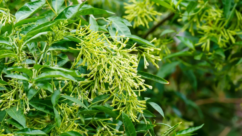 Ramos da flor Dama da Noite, Cestrum nocturnum, com botões alongados e folhagem verde, ideal para cultivo em casa.