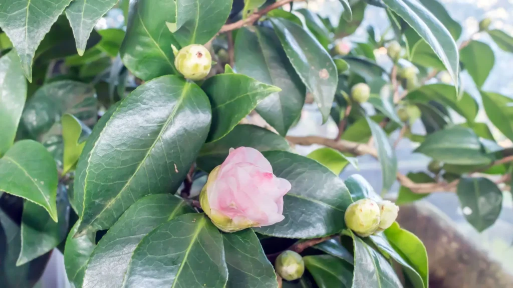 Brotos e botões florais de camélia prestes a desabrochar, destacando o ciclo de desenvolvimento dessa flor asiática.