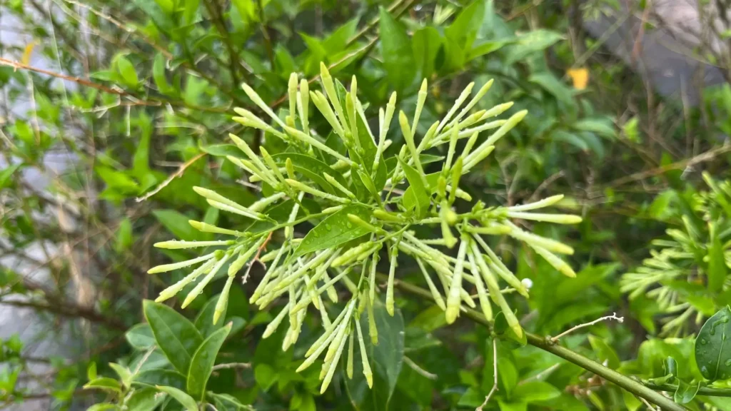 Botões alongados da Dama da Noite (Cestrum nocturnum) prestes a florescer, com gotas de água sobre as folhas verdes, representando o início da floração típica do verão.