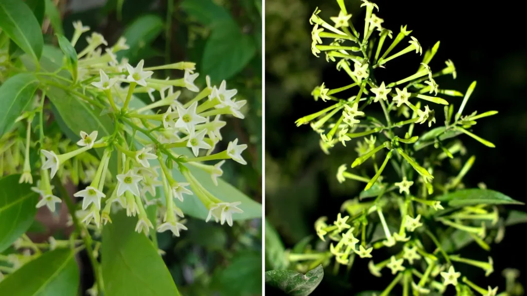 Flores da Dama da Noite (Cestrum nocturnum) vistas de perto, exibindo cachos florais tubulares em tons de verde-claro e creme, representando a aparência típica da espécie ao longo de sua história de cultivo.