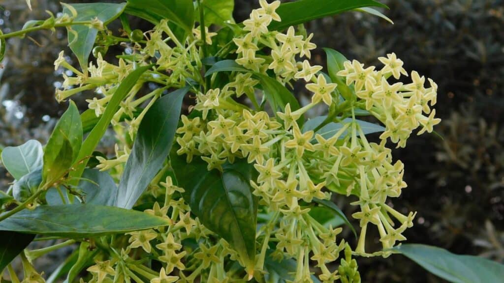 Flor dama-da-noite com flores claras em destaque na planta