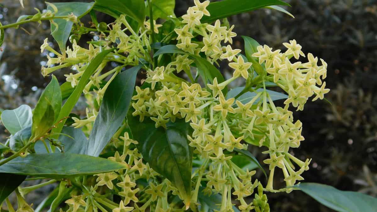 Flor dama-da-noite com flores claras em destaque na planta