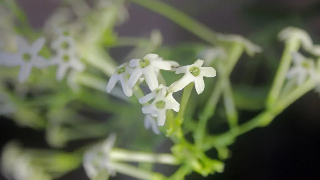 Close das pequenas flores brancas e estreladas da Dama-da-Noite (Cestrum nocturnum), com centro verde e aspecto delicado