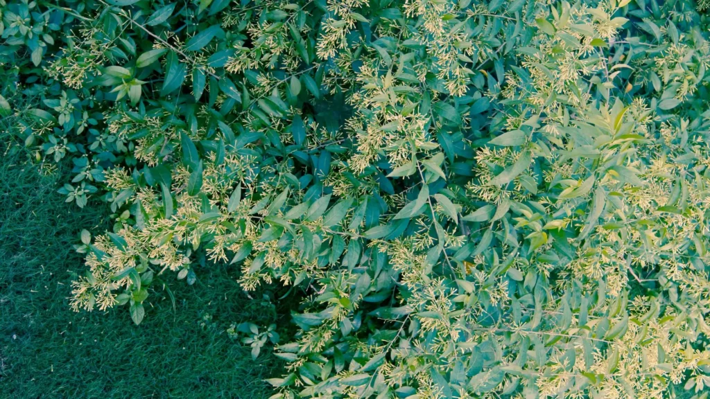 Arbusto de flor Dama da Noite, Cestrum nocturnum, em plena floração, ideal para jardins noturnos.