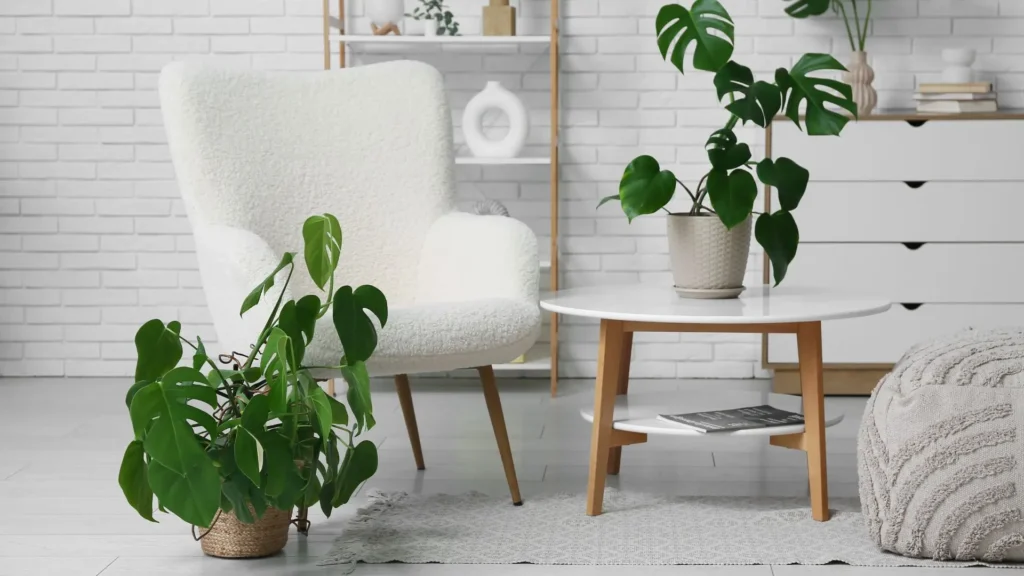 Ambiente decorado com costelas de adão em vasos, trazendo leveza e frescor para a sala de estar.