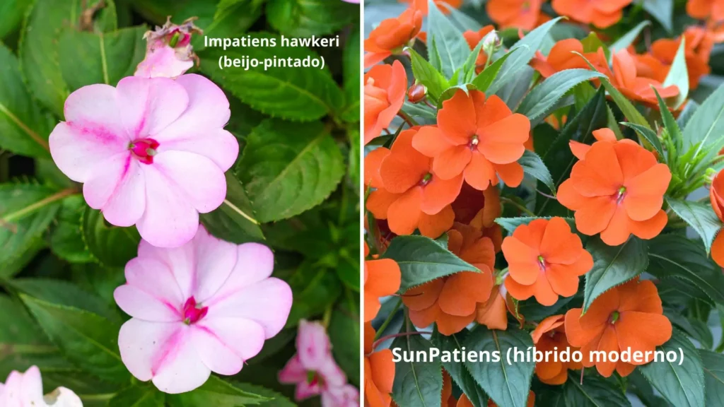 Comparação entre a flor Impatiens hawkeri (beijo-pintado) e a SunPatiens, destacando diferenças visuais.